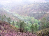 Portugal forest